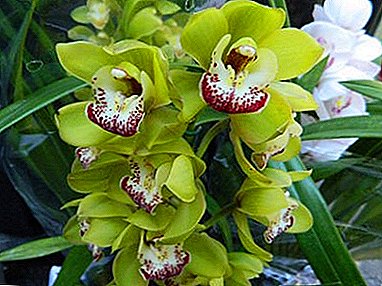 Терезедегі зығыр сұлулық: жасыл орхидея туралы барлық нәрсе