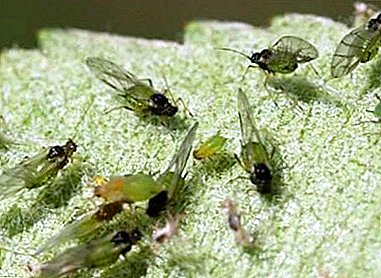 Чӣ тавр мубориза бо aphids дар бораи ниҳолҳои пӯшида ва ғолиб: усулҳои самараноки шароити хона