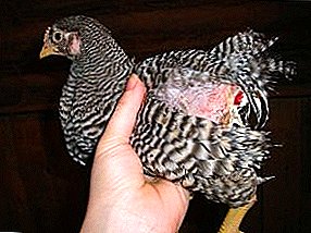 Como tratar a inflamación da cloaca e por que os pollos desenvolven a cloacite?