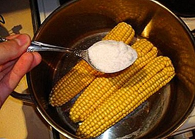 Carane lan carane masak jagung ing kompor tekanan: tips migunani