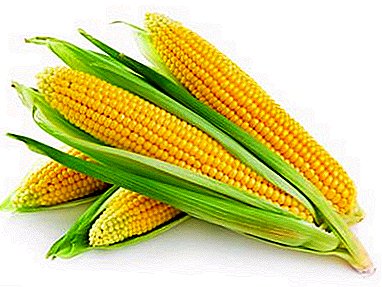 Kako i koliko kuhati svježi kukuruz? Recepti za kuvanje