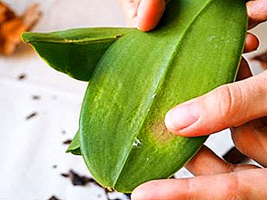 Kumaha leupas ka Orchid tina mites lancah? Nyababkeun parasit, saran pikeun kontrol sareng pencegahan