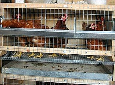 چگونه برای تنظیم نگهداری درست مرغ: قفس برای مرغ تخمگذار