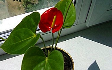 نام قرمز spathiphyllum چیست و چه نوع مراقبت نیاز دارد؟