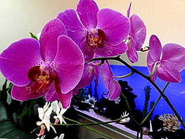 Wéi net e Feeler maacht wann Dir e violetten Orchidee gewielt? Fotoen, interessant Informatiounen iwwer d'Blumm