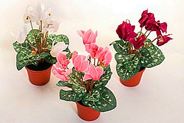 Si të mos shkatërrosh një lule pas blerjes: Kujdesi në shtëpi për persian dhe llojet e tjera të ciklameneve