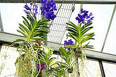Como non arruinar unha planta: os segredos do cultivo dunha orquídea sen terra na casa