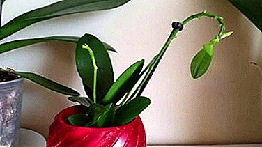 Si të merrni orchids pasardhësit? Foshnjat në rritje në shpat