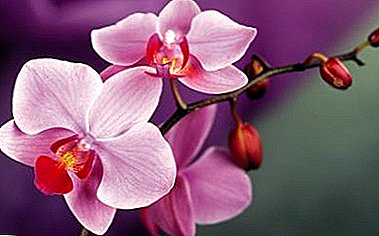 U ka utloisisa joang hore li-orchid tseo u li ratang li oetsoe ke letšoao? Photos le mekhoa ea taolo ea likokoanyana