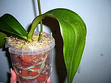 Kumaha ngarti lamun hiji orchid perlu di solokan? Tip pikeun ngabantosan anjeun janten pilihan anu leres.