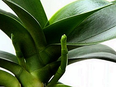 Ինչպես հասկանալ, թե ինչու phalaenopsis չի ծաղկում, եւ ինչպես շտկել իրավիճակը: