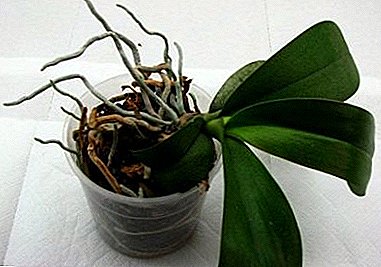 Kif tifhem għalfejn l-orkidea ma tikmix? Il-kawżi kollha possibbli