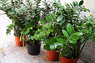 Ki jan yo plante yon plant modestes - Zamioculkas ("pyebwa dola")?