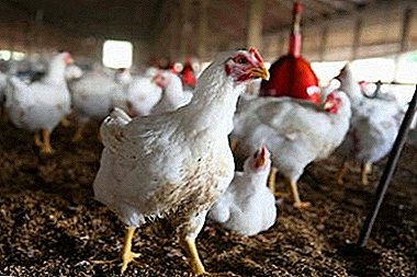 Како да се грижиме за бројлери на кокошки, кои се видовите болести и нивниот третман?