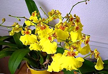 Wéi eng Tropeschfärbelen zum Haus ze bréngen, oder all déi wichtegst a interessant Saache iwwert Oncidium orchidee