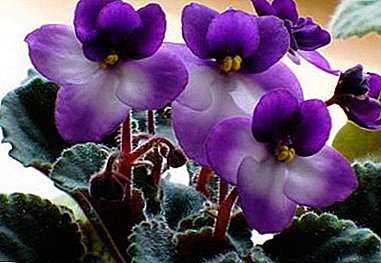 Que fácil é crecer violeta tenra?