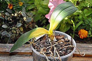 Sidee loo aqoonsadaa cudurka Phalenopsis orchid oo u bogsada saaxiibka cagaaran? Sawirada cudurrada iyo daaweyntooda