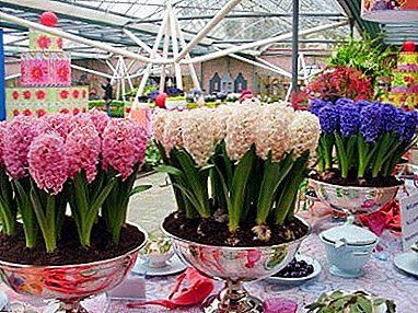 როგორ გაიზარდოს და იზრდება hyacinths სახლში?