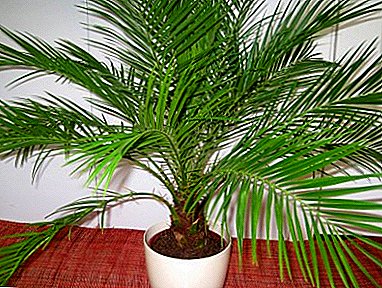Si të krijoni një qoshe tropikale në shtëpi? Karakteristikat e kujdesit për palme datën në shtëpi