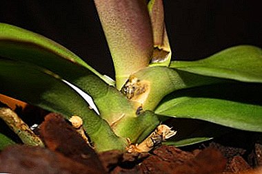 Фузариймен қалай күресуге болады? Аурудың сипаттамасы, зардап шеккен орхидеяның суреттері және емдік кеңестер