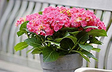 How to care for a room hydrangea flower?