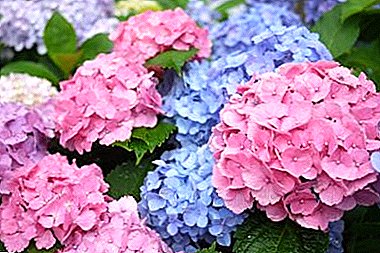 Kako se brinuti za vrtnu hortenziju: zašto ne cvate, kako mijenjati boju i još mnogo toga