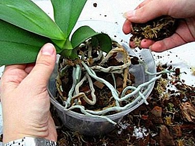 როგორ ზრუნვა ორქიდეა სახლში: რჩევები და ხრიკები Phalaenopsis, Wanda და ჯუჯა სახეობა