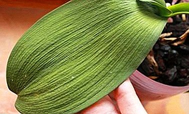 Kako se brinuti za orhideje phalaenopsis, ako su korijeni, lišće i drugi dijelovi biljke suhi, i zašto se to događa?