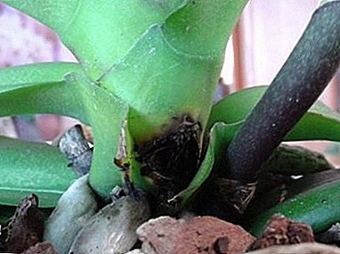 Quomodo scio radices putrescat et in aliis partibus de lacus Phalaenopsis? Praeter florem quid faciam?
