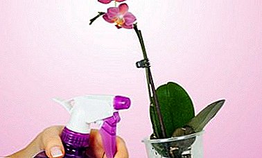 Jinsi ya kurudi kwa maua uzuri wa zamani? Wote kuhusu kulisha orchids na vitamini