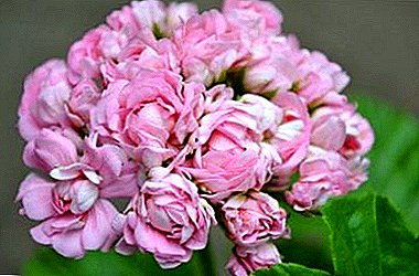Como cultivar geranio de palo de rosa na casa e no xardín? Descrición da flor e as súas variedades populares