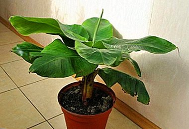 Како да растете џуџеста банана дома? Популарни декоративни видови