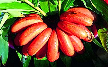 Kako kod kuće uzgajati crvenu bananu?