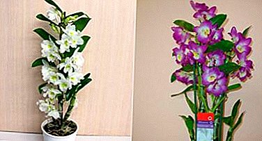 Како да се раствори Dendrobium Nobile и што да прави понатаму кога ќе процвета: совети и упатства
