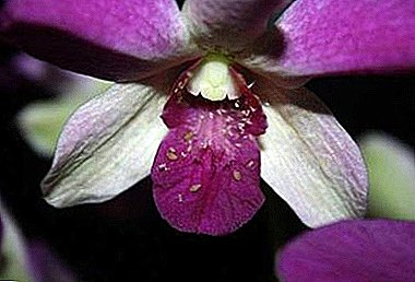 Kako se riješiti kod kuće na aphids na orhideje? Najefikasniji načini borbe protiv štetočina