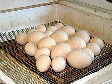 Koja bi trebala biti temperatura skladištenja jaja za valjenje?