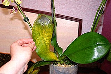 Koje su bolesti listova orhideje phalaenopsis? Upute za liječenje korak po korak