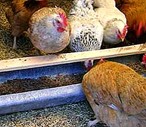 Cilat lloje të ushqimeve të pulave janë atje dhe cilat janë me të vërtetë me vlerë duke përdorur?