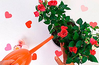 ¿Que fertilizante é adecuado para rosas interiores e como aplicar apósito superior?