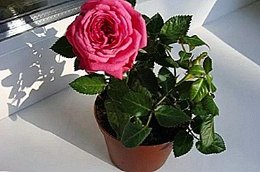 Apa perawatan apa mini-roses ing panci mbutuhake lan cara kanggo tuwuh kanthi bener ing ngarep?