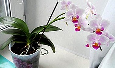 Watter soort sorg het Phalaenopsis by die huis nodig na inkopies?