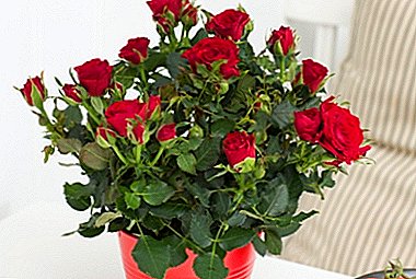 Que tipo de coidado é necesario en casa para unha rosa nun vaso despois de facer a compra nunha tenda?