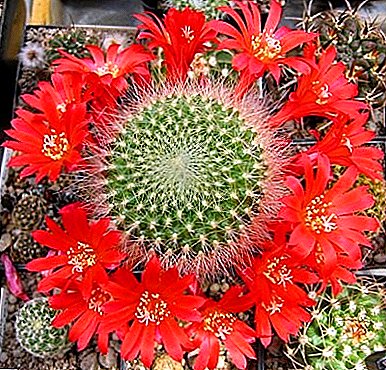 Kaktus Rebution: përshkrimi dhe fotografia e specieve më të bukura