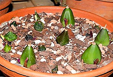 Naon peran pseudobulba maén dina kahirupan orchid sareng di mana aya tempatna? Pedaran, fitur sareng poto tina tubers