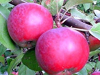 ठूलो लाभ संग क्यानाडा सेब विविधता - स्पार्टन