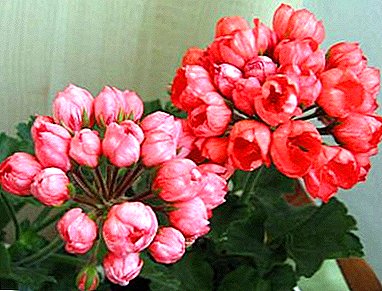 Karazana hatsaran-tarehy Pelargonium Patricia Andrea: sary sy famaritana ny zavamaniry, namboly, fambolena ary fiahiana