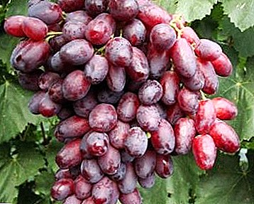 Grapes Capricious ມີລົດຊາດທີ່ເປັນເອກະລັກ - Rizamat ຊັ້ນ
