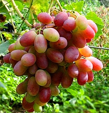 Parad adı ilə üzümlü üzüm - İranın Şahin
