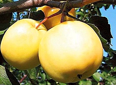 سیب های شیرین و پرتقال یانتار با کیفیت بالا هستند.