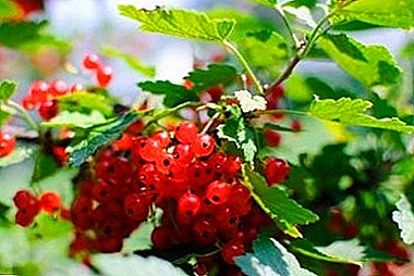 Varietet Kultivues i ëmbël dhe i thartuar - Rrushi i kuq Natali